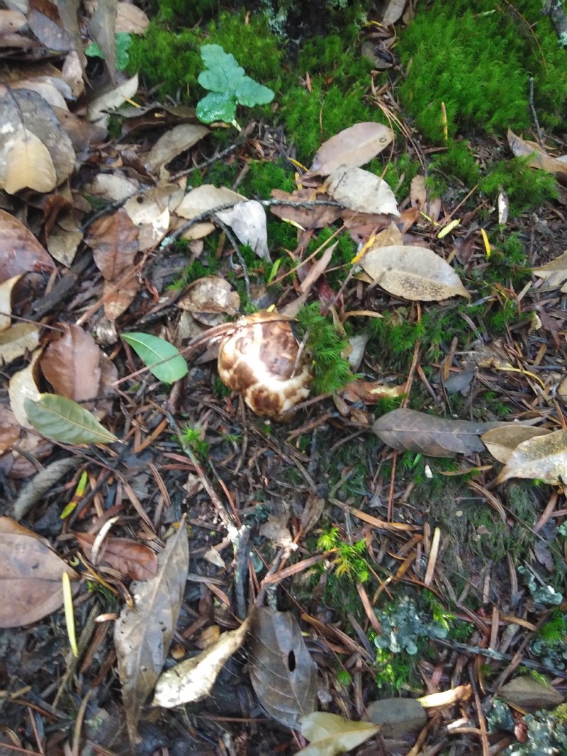 原子弹爆炸后第一能长出野生菌，大自然的赚品，野生菌松茸，