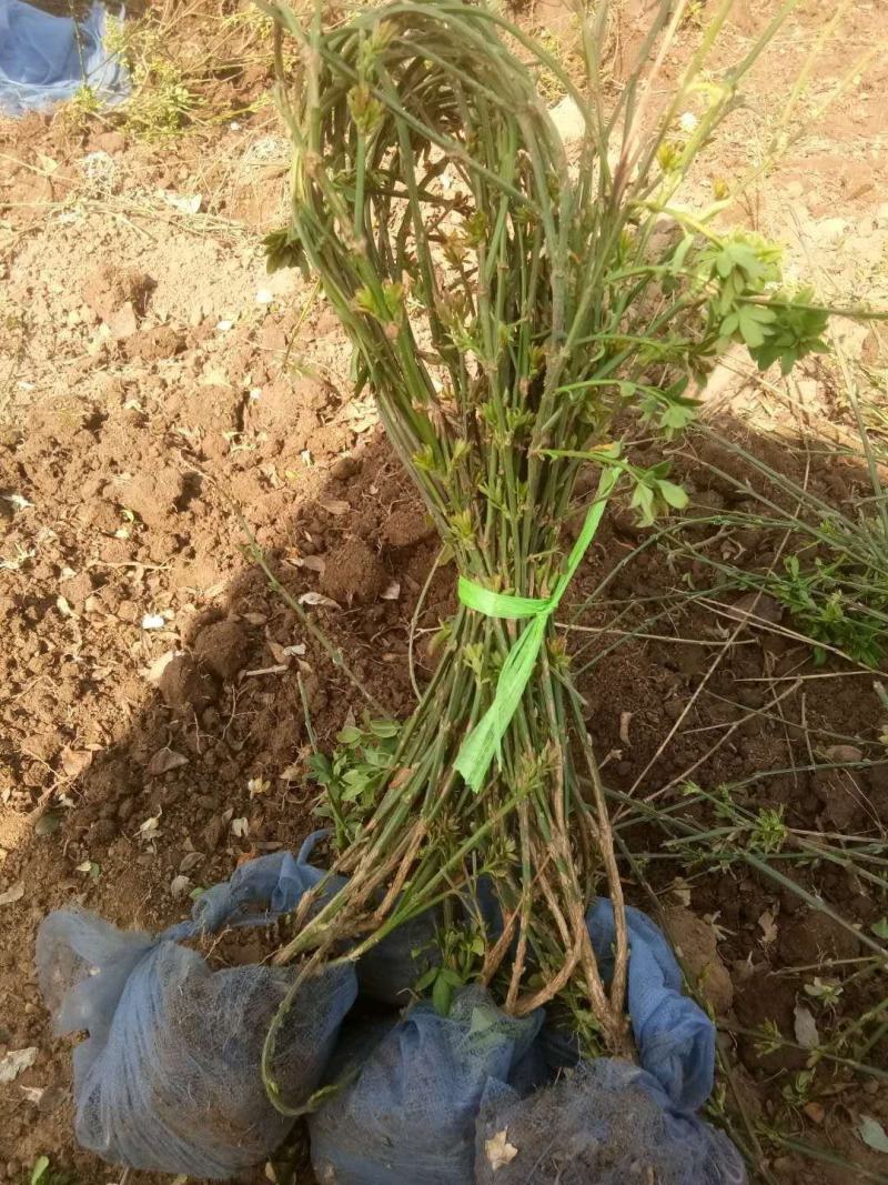 大量现货出售营养杯迎春高度左右40，大田迎春高度60厘米