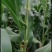 爆浆牛奶玉米，田头现摘，粤通农场