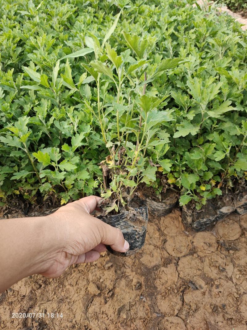 大量现货出售营养杯地被菊