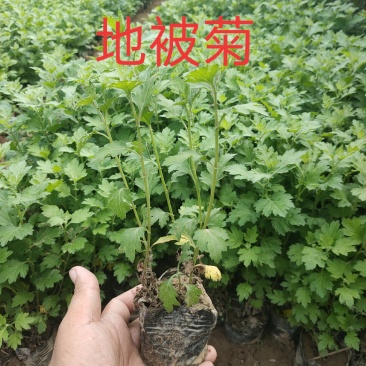 大量现货出售营养杯地被菊