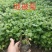 大量现货出售营养杯地被菊