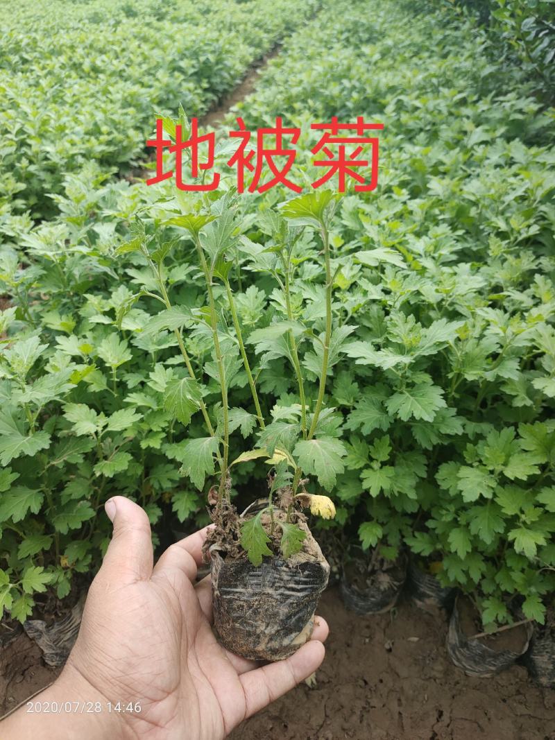 大量现货出售营养杯地被菊