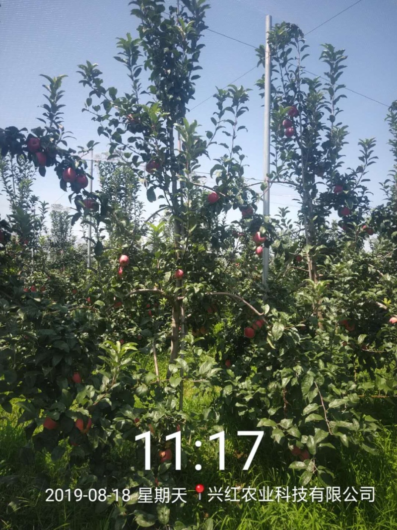 【精选】苹果苗山东苹果苗品种纯正齐全包技术包成活
