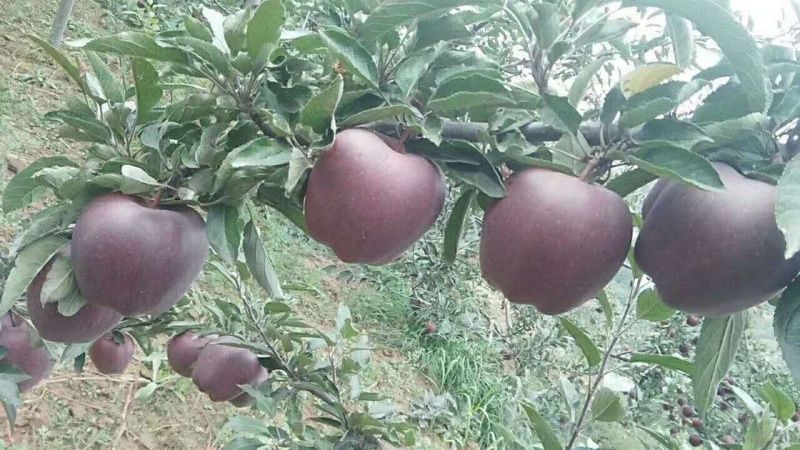 【精选】苹果苗山东苹果苗品种纯正齐全包技术包成活
