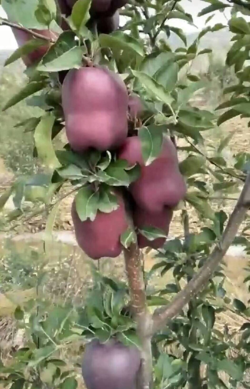 【精选】苹果苗山东苹果苗品种纯正齐全包技术包成活