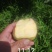 【精选】苹果苗山东苹果苗品种纯正齐全包技术包成活