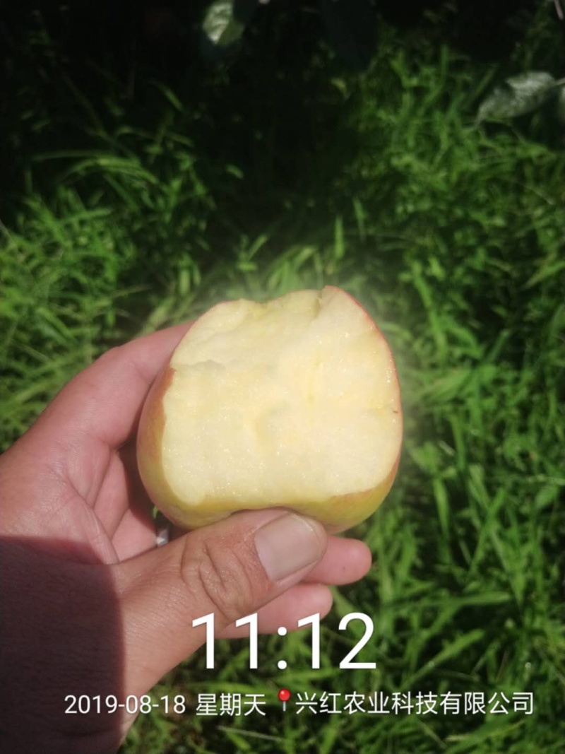 【精选】苹果苗山东苹果苗品种纯正齐全包技术包成活