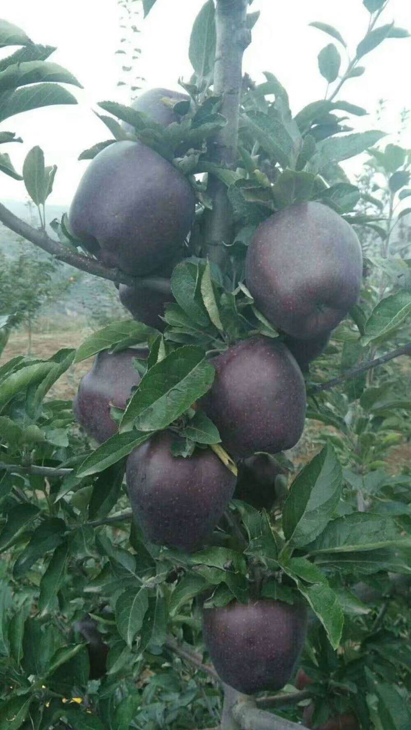 【精选】苹果苗山东苹果苗品种纯正齐全包技术包成活