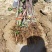【精选】苹果苗山东苹果苗品种纯正齐全包技术包成活