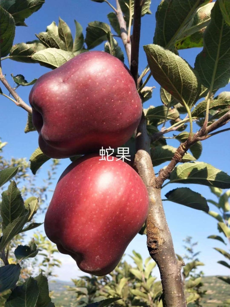 【精选】苹果苗山东苹果苗品种纯正齐全包技术包成活