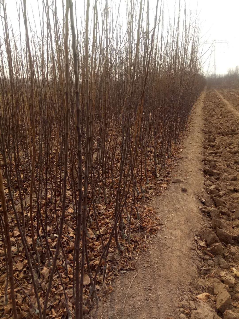 【精选】苹果苗山东苹果苗品种纯正齐全包技术包成活