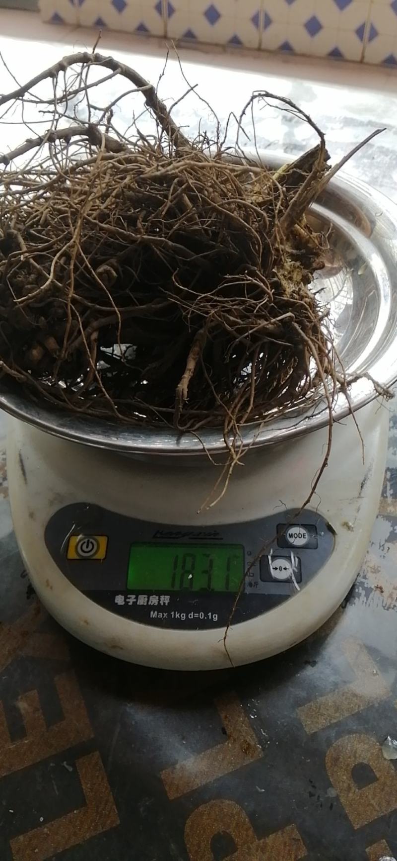 有种植3年龄藁本出售
