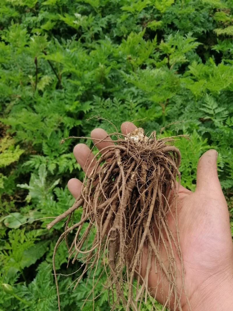 有种植3年龄藁本出售