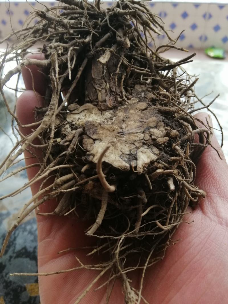 有种植3年龄藁本出售