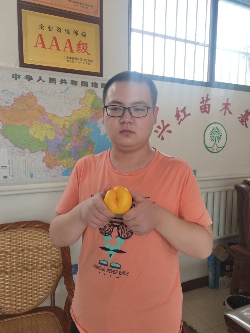 【精选】桃树苗蟠桃苗基地直发当年结果包成活