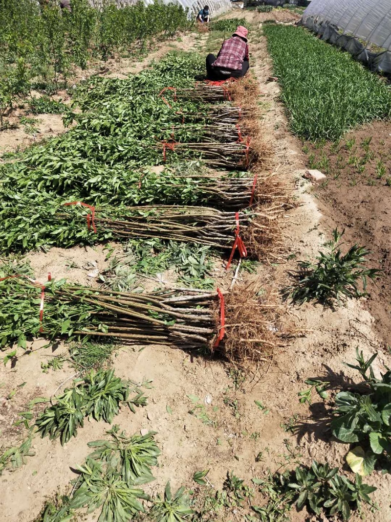 【精选】桃树苗蟠桃苗基地直发当年结果包成活