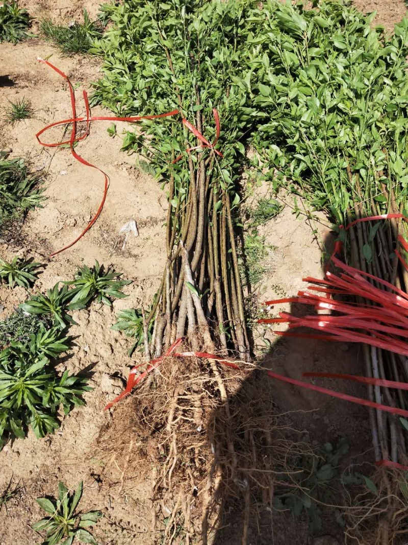 【精选】桃树苗蟠桃苗基地直发当年结果包成活