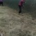 基地直接批发。大红袍和狮子头花椒苗。70公分至一米二。