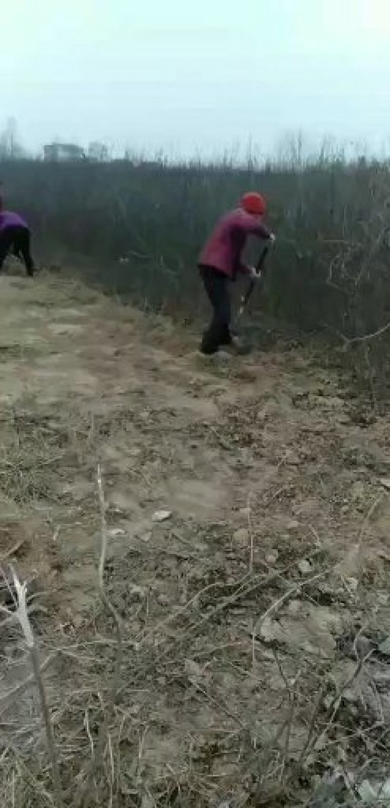 基地直接批发。大红袍和狮子头花椒苗。70公分至一米二。