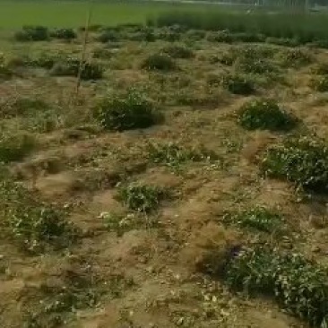 基地直接批发。大红袍和狮子头花椒苗。70公分至一米二。