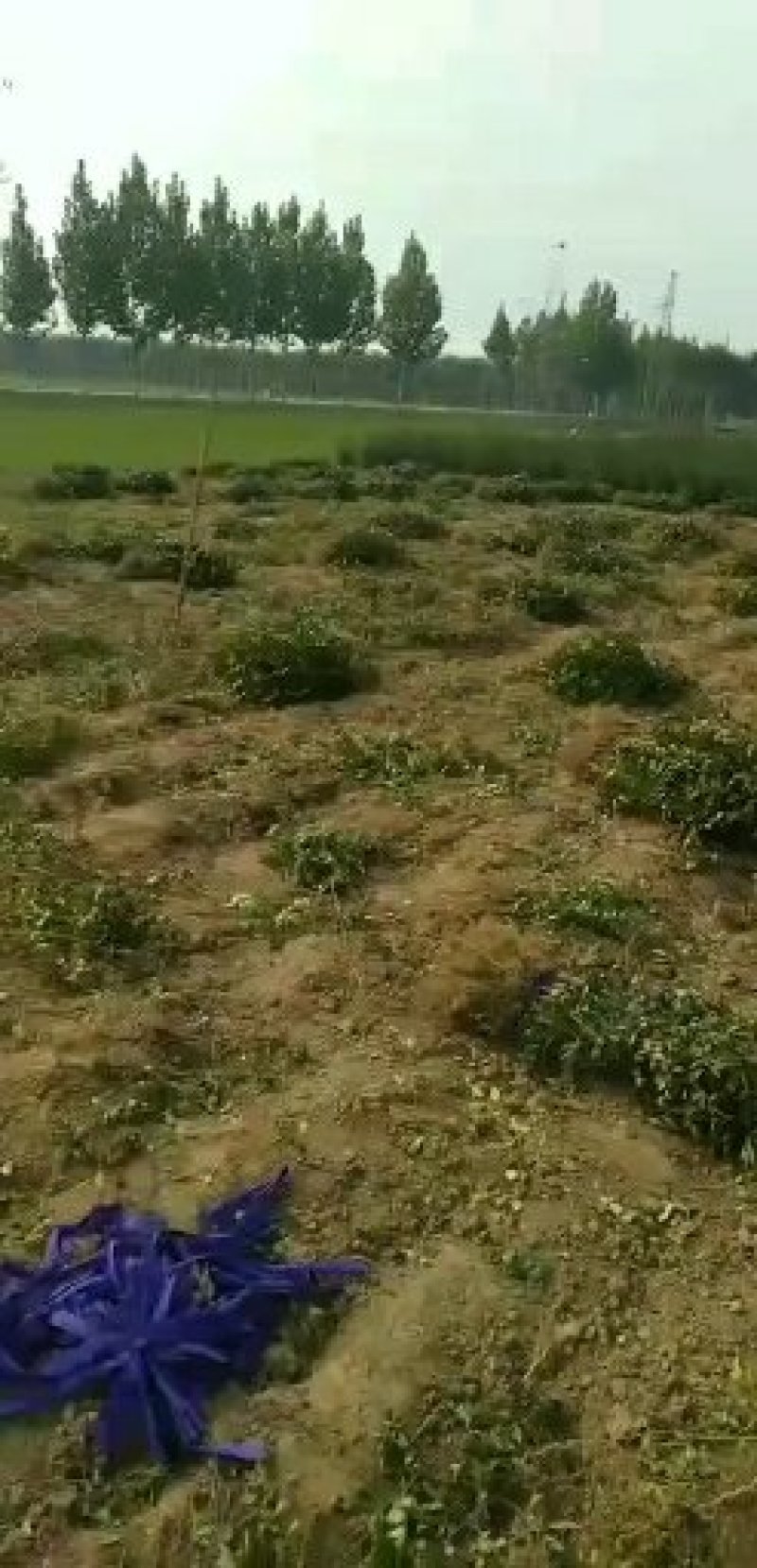 基地直接批发。大红袍和狮子头花椒苗。70公分至一米二。