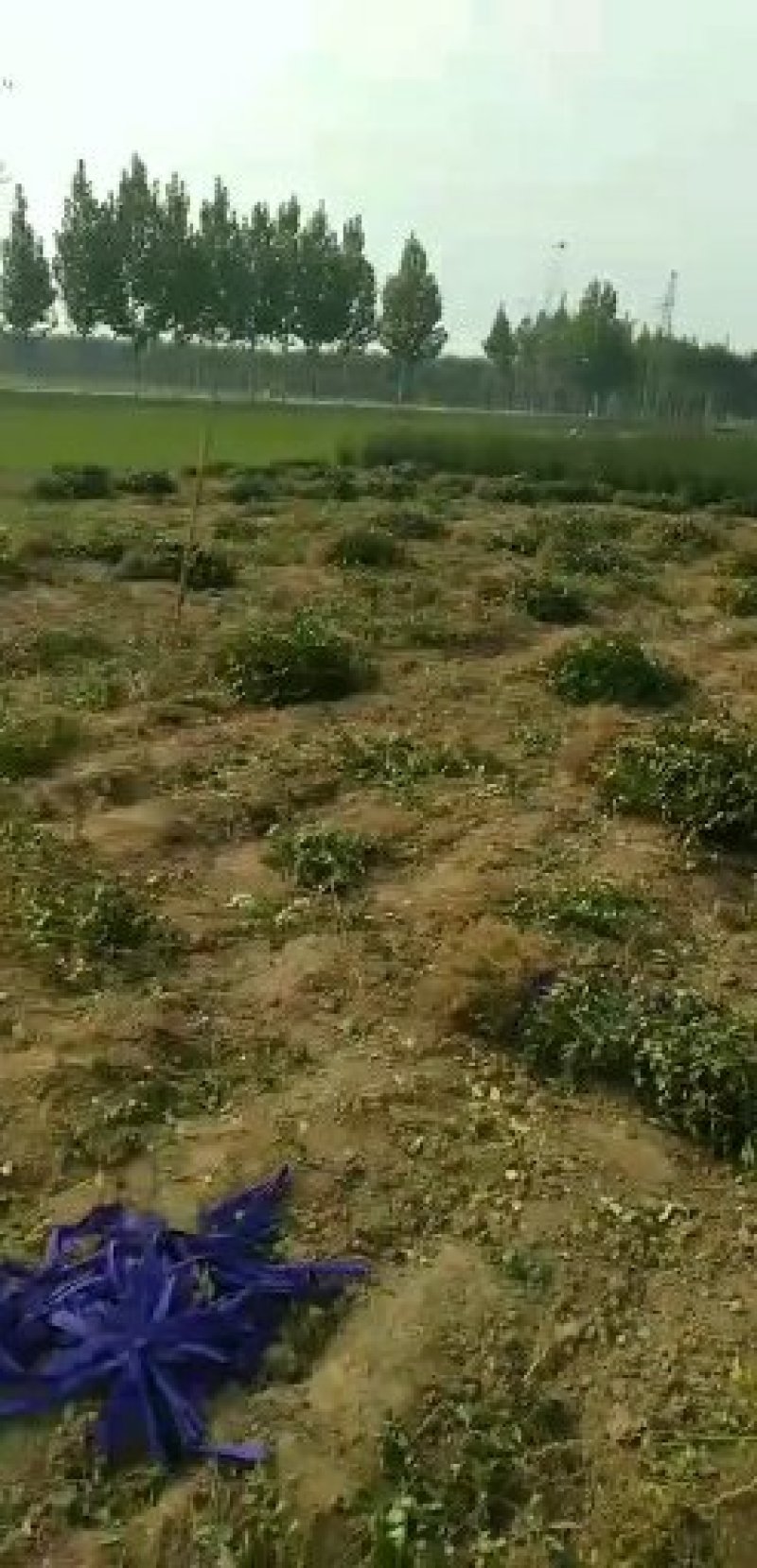 基地直接批发。大红袍和狮子头花椒苗。70公分至一米二。