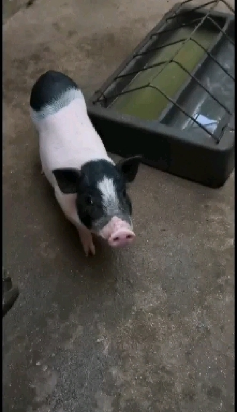 巴马香猪养殖巴马香猪苗常年供应巴马香猪