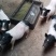 巴马香猪养殖巴马香猪苗常年供应巴马香猪
