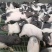 巴马香猪养殖巴马香猪苗常年供应巴马香猪