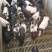 巴马香猪养殖巴马香猪苗常年供应巴马香猪