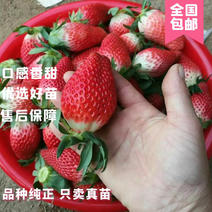 【精选】草莓苗山东草莓苗品种齐全纯正根系发达成活率高