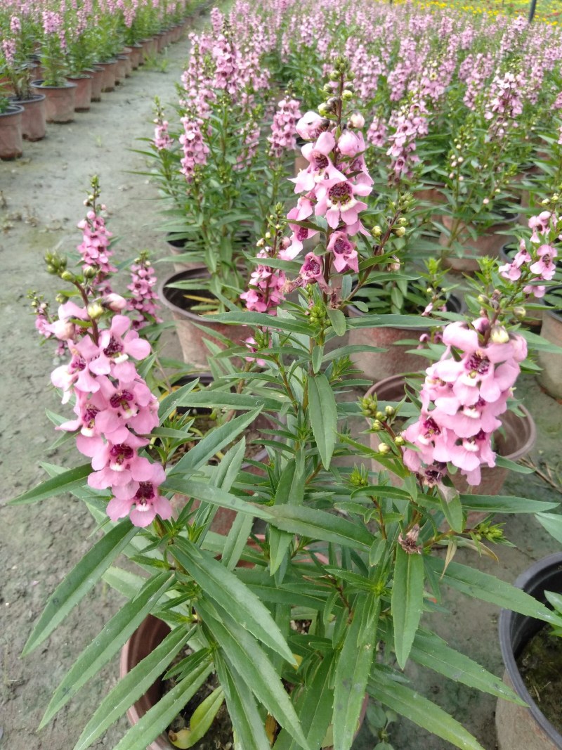香彩雀，耐热草花香彩雀，香彩雀种植基地批发