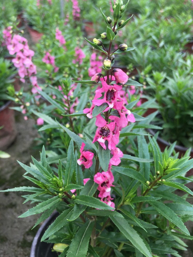 香彩雀，耐热草花香彩雀，香彩雀种植基地批发