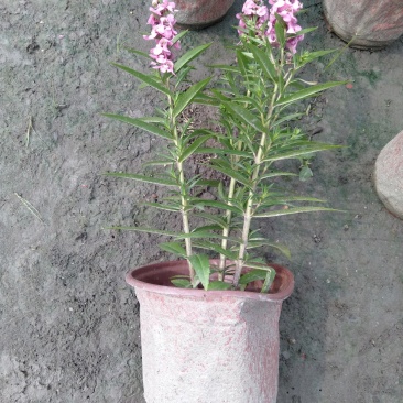 香彩雀，耐热草花香彩雀，香彩雀种植基地批发