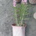 香彩雀，耐热草花香彩雀，香彩雀种植基地批发