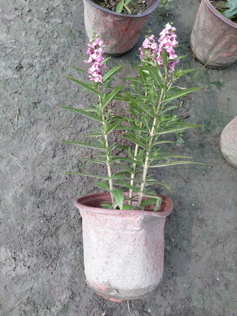 香彩雀，耐热草花香彩雀，香彩雀种植基地批发