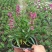 香彩雀，耐热草花香彩雀，香彩雀种植基地批发