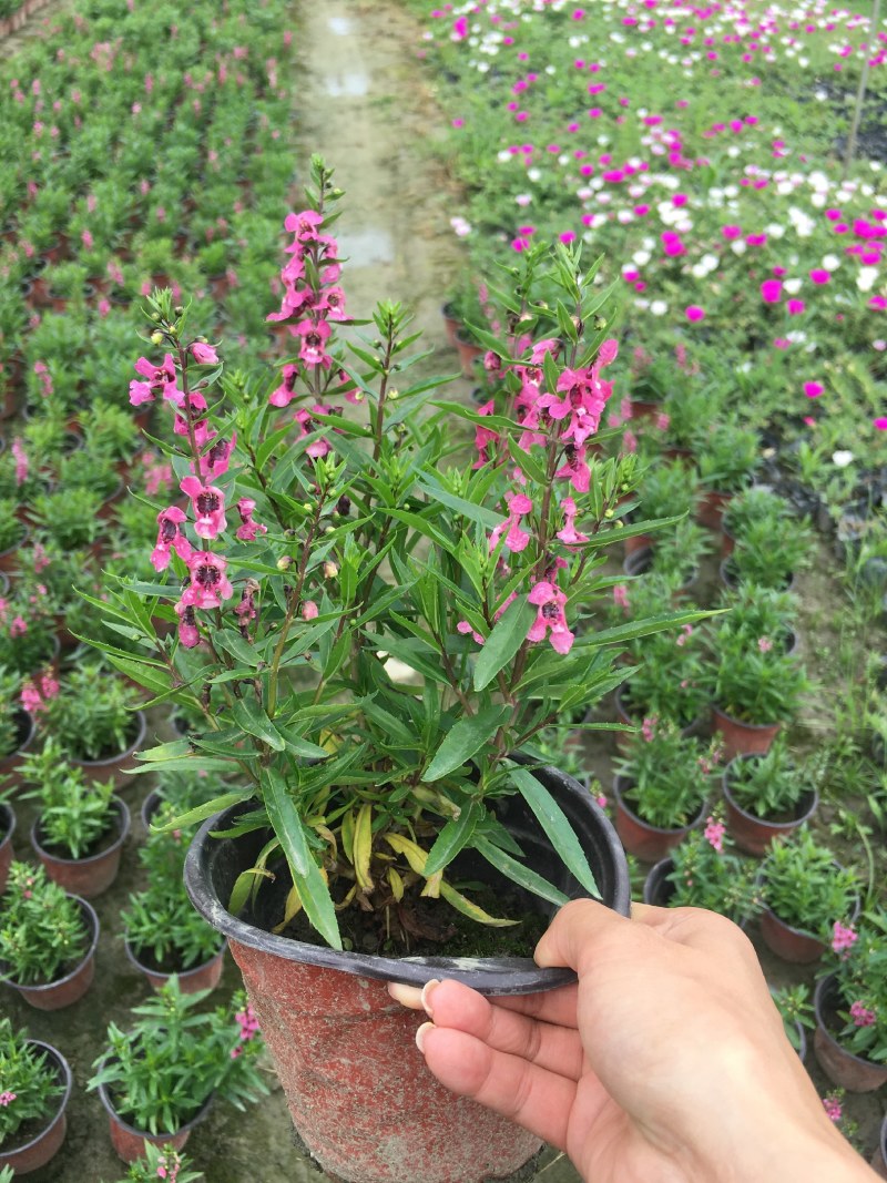 香彩雀，耐热草花香彩雀，香彩雀种植基地批发