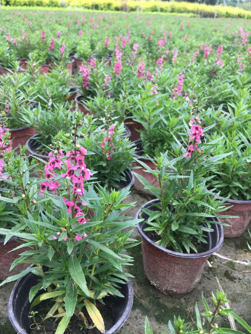 香彩雀，耐热草花香彩雀，香彩雀种植基地批发