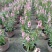 香彩雀，耐热草花香彩雀，香彩雀种植基地批发