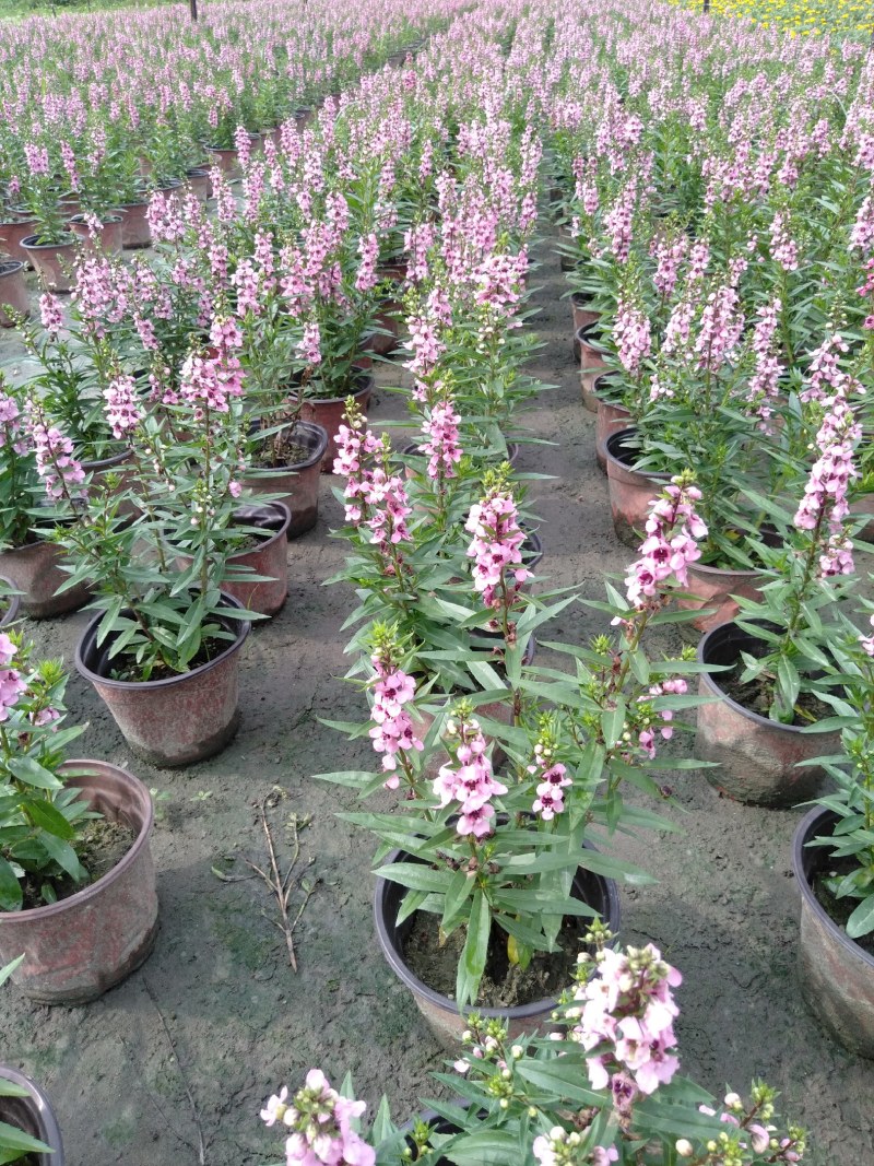 香彩雀，耐热草花香彩雀，香彩雀种植基地批发