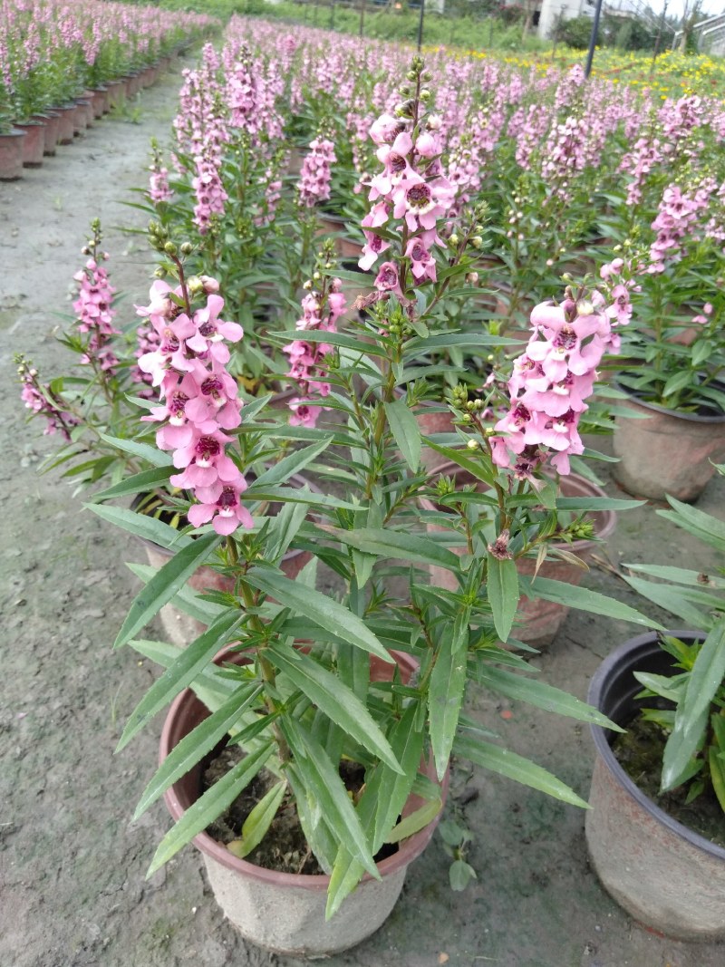 香彩雀，耐热草花香彩雀，香彩雀种植基地批发