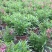 香彩雀，耐热草花香彩雀，香彩雀种植基地批发