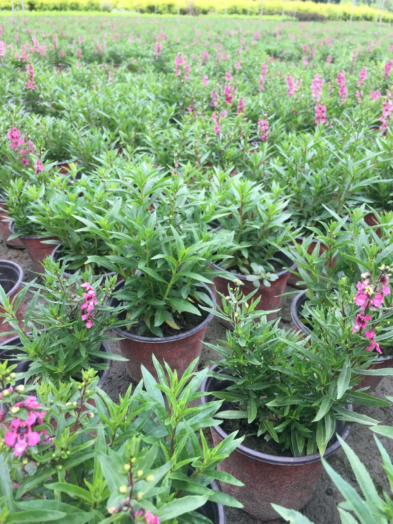 香彩雀，耐热草花香彩雀，香彩雀种植基地批发