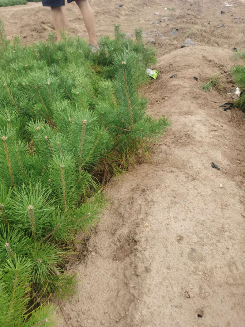 21乘21杯子裸根杯苗供应齐全量大从优基地