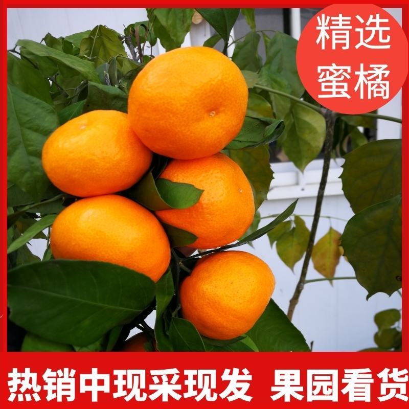湖北优选柑桔.精品叶橘特早蜜橘一手货源现采现发诚信经营