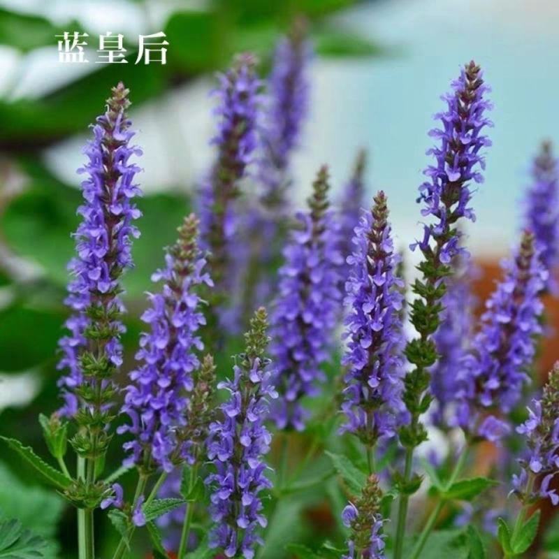 蓝花鼠尾草种子红花紫花一串蓝花种子多年生蓝鼠尾草种子