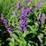 蓝花鼠尾草种子红花紫花一串蓝花种子多年生蓝鼠尾草种子