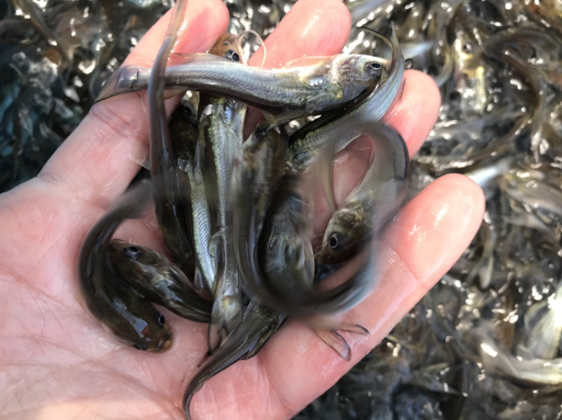 牛商推荐水产种苗淡水鱼苗叉尾鮰鱼苗斑点叉尾鱼苗